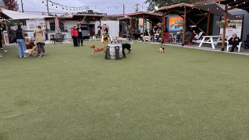 Dog Yard Bar - Seattle, WA