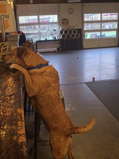 Dogwood Play Park - Seattle, WA