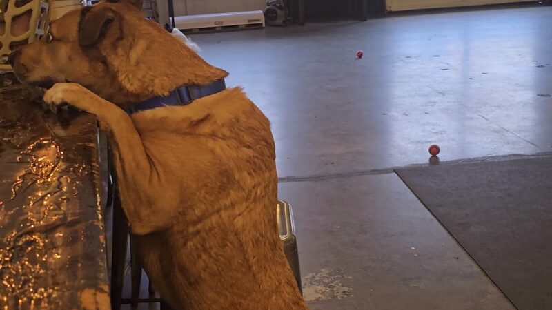 Dogwood Play Park - Seattle, WA