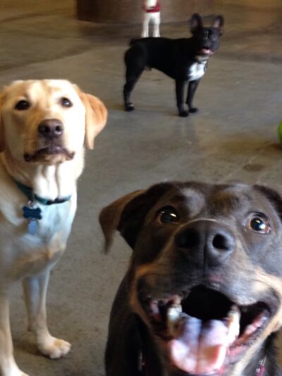 Dogwood Play Park - Seattle, WA