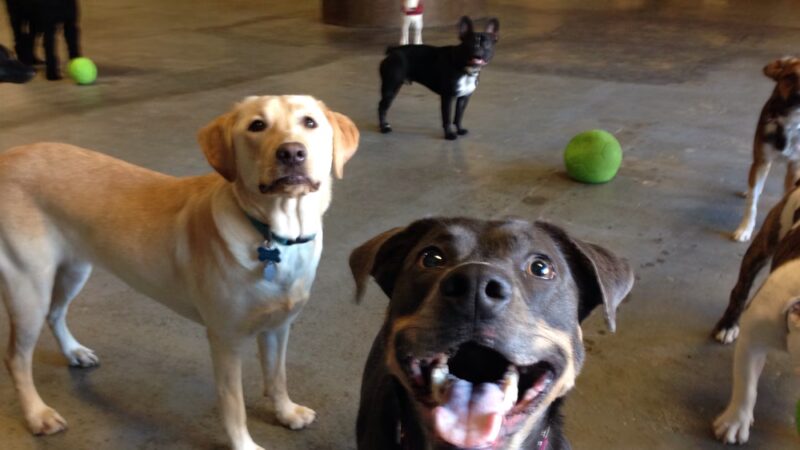 Dogwood Play Park - Seattle, WA