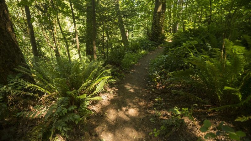 Fauntleroy Park - Seattle, WA