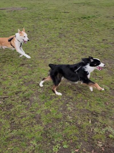 Foster Off-Leash Dog Park - Seattle, WA