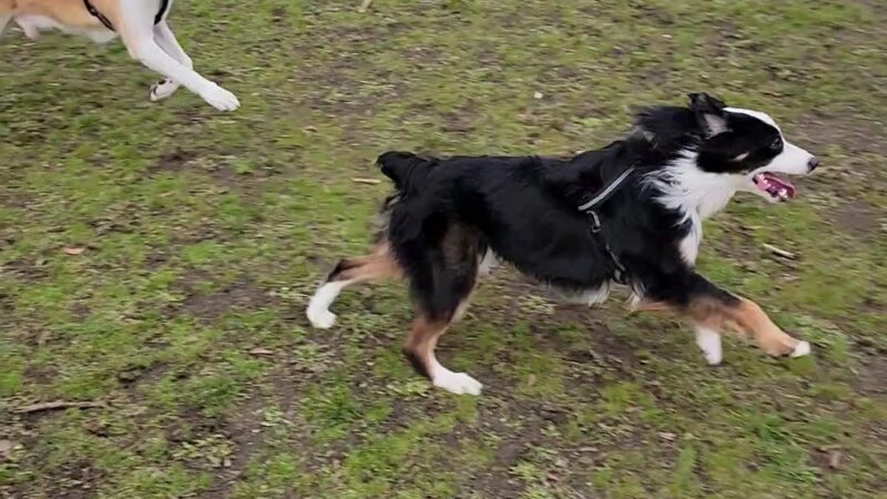 Foster Off-Leash Dog Park - Seattle, WA