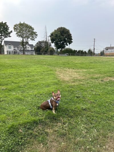 Foster Off-Leash Dog Park - Seattle, WA