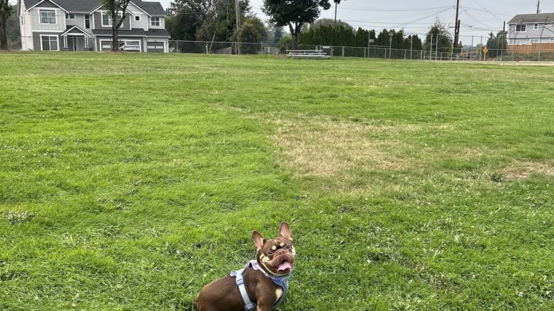 Foster Off-Leash Dog Park - Seattle, WA