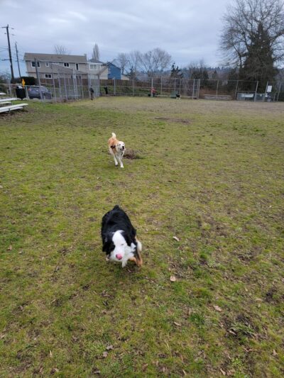 Foster Off-Leash Dog Park - Seattle, WA