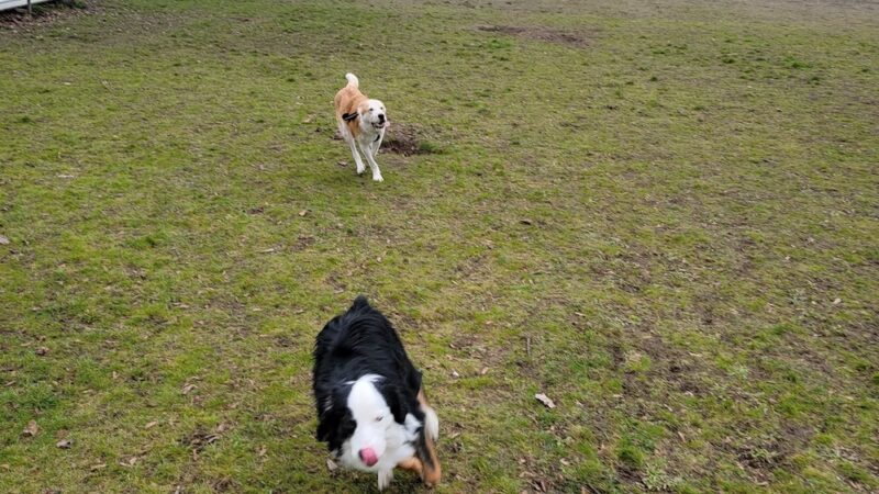 Foster Off-Leash Dog Park - Seattle, WA