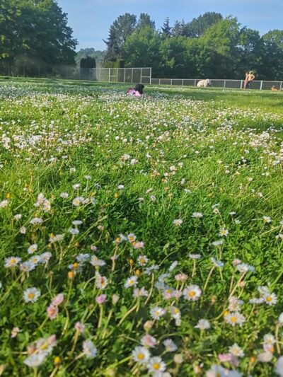 Foster Off-Leash Dog Park - Seattle, WA