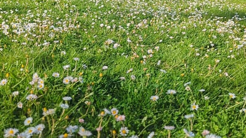 Foster Off-Leash Dog Park - Seattle, WA