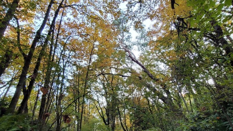 Frink Park - Seattle, WA