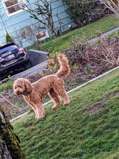 Gemenskap Park - Seattle, WA