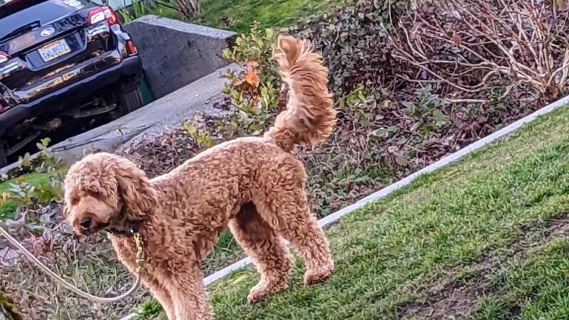 Gemenskap Park - Seattle, WA