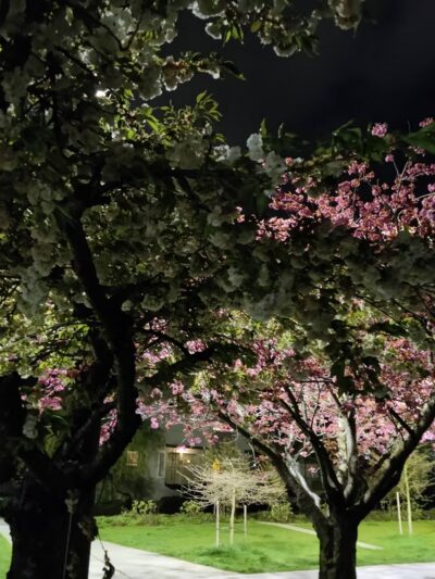 Gemenskap Park - Seattle, WA