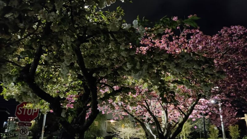 Gemenskap Park - Seattle, WA