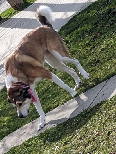 Gemenskap Park - Seattle, WA