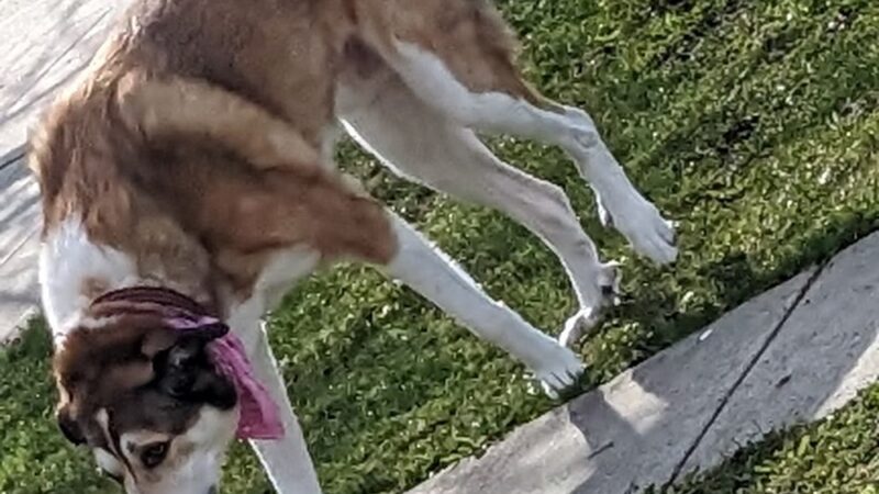 Gemenskap Park - Seattle, WA