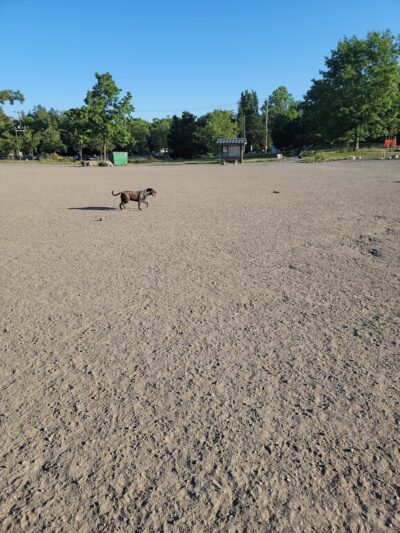 Genesee Dog Park - Seattle, WA