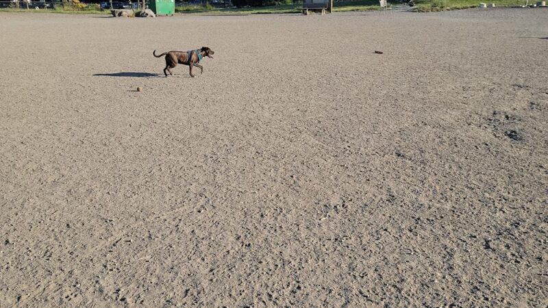 Genesee Dog Park - Seattle, WA