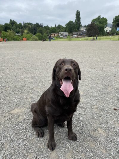 Genesee Dog Park - Seattle, WA