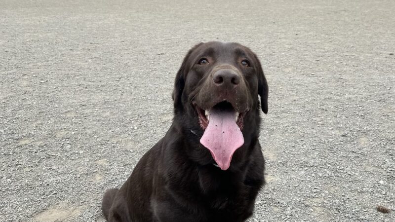 Genesee Dog Park - Seattle, WA