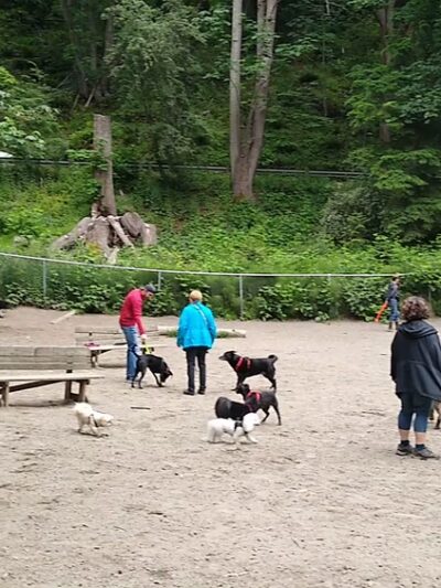 Golden Gardens Off Leash Area - Seattle, WA