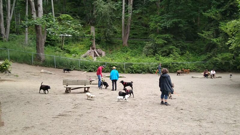 Golden Gardens Off Leash Area - Seattle, WA