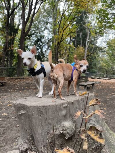 Golden Gardens Off Leash Area - Seattle, WA