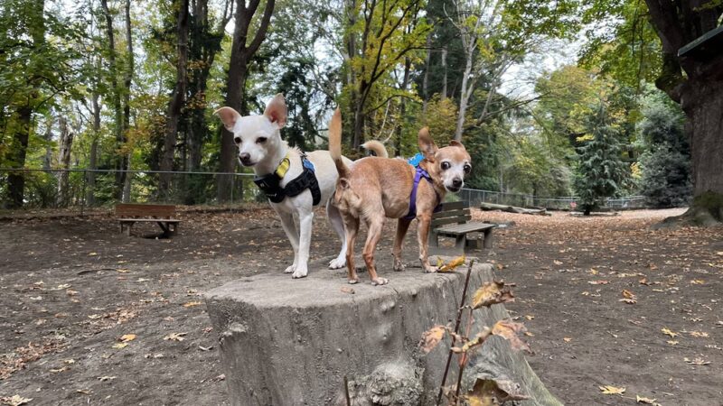 Golden Gardens Off Leash Area - Seattle, WA