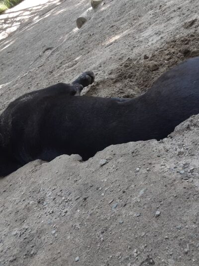 Golden Gardens Off Leash Area - Seattle, WA