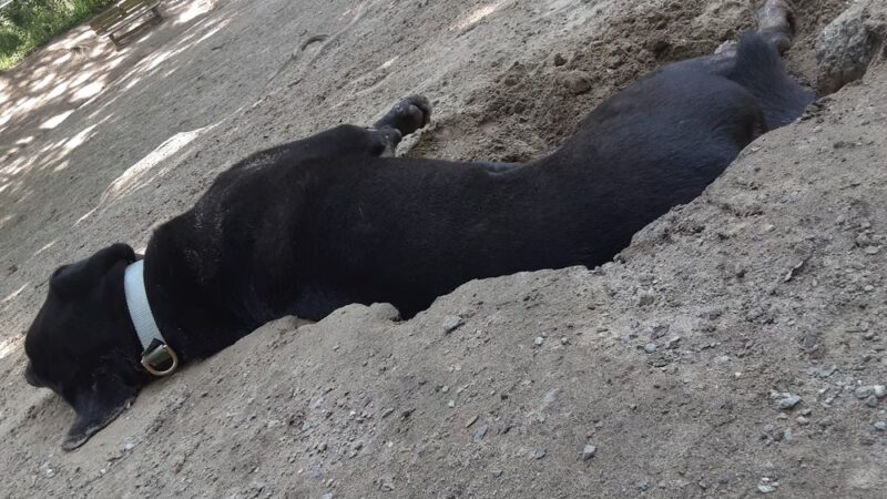 Golden Gardens Off Leash Area - Seattle, WA