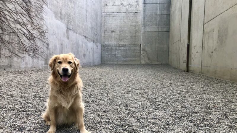 Gravel Dog Park - Seattle, WA