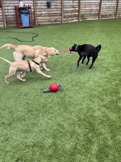 Growlerz Seattle - Seattle, WA