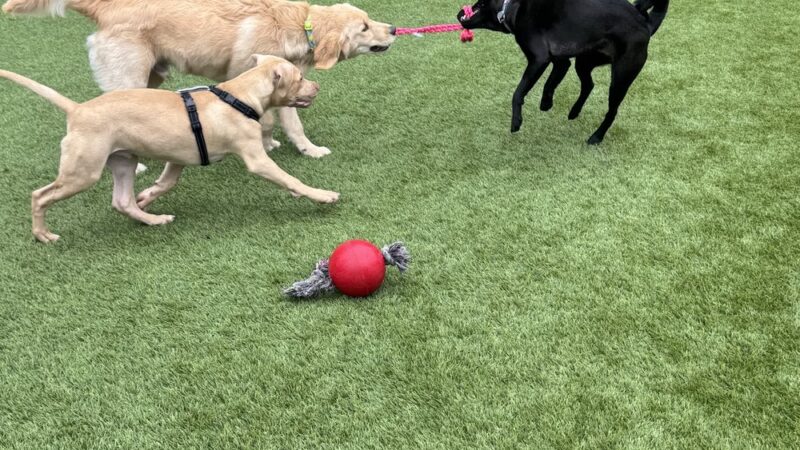 Growlerz Seattle - Seattle, WA