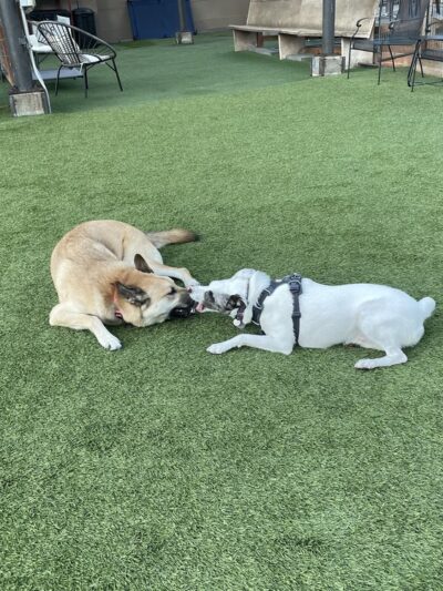 Growlerz Seattle - Seattle, WA