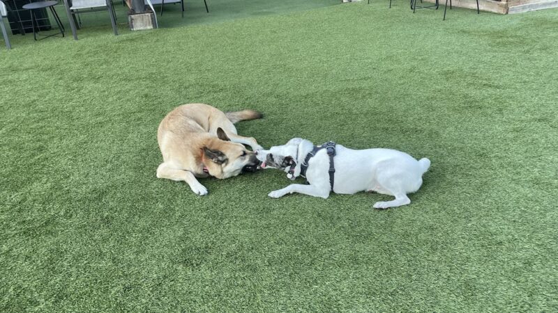 Growlerz Seattle - Seattle, WA