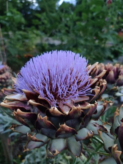 Hat & Boots Park (Oxbow Park) - Seattle, WA