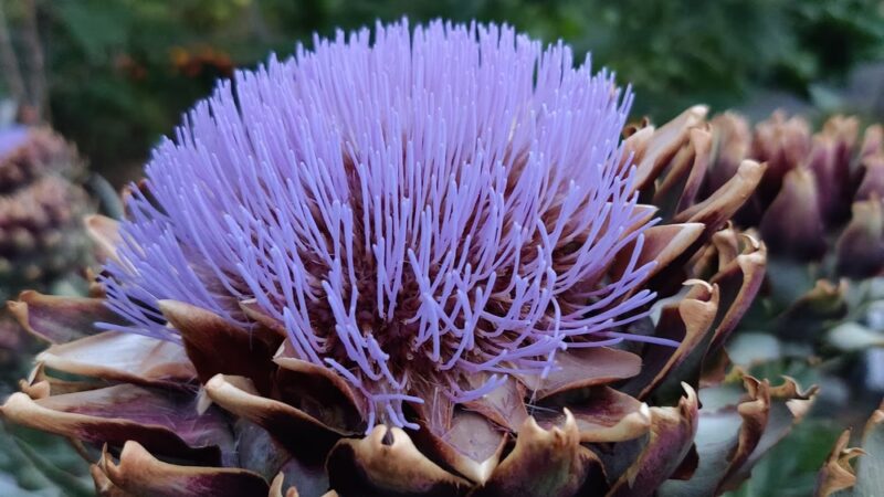 Hat & Boots Park (Oxbow Park) - Seattle, WA