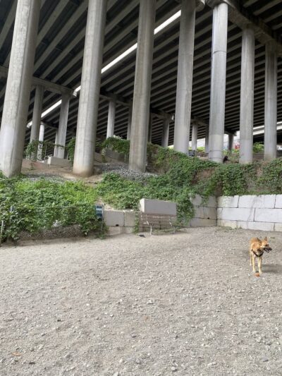 I-5 Colonnade Off-Leash Area - Seattle, WA