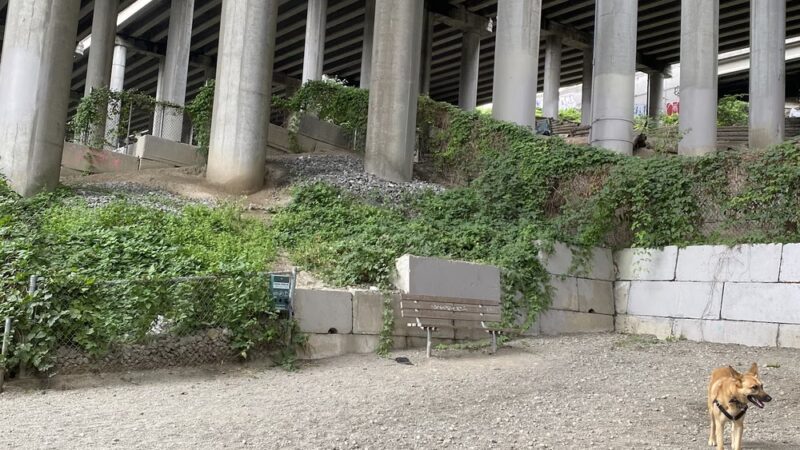 I-5 Colonnade Off-Leash Area - Seattle, WA