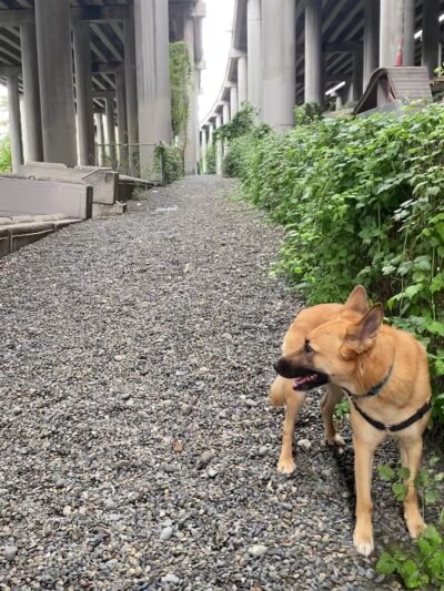 I-5 Colonnade Off-Leash Area - Seattle, WA