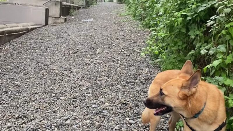 I-5 Colonnade Off-Leash Area - Seattle, WA