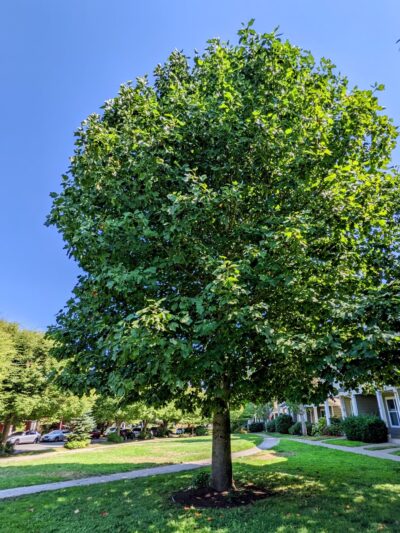 Judy Faye Park - Seattle, WA