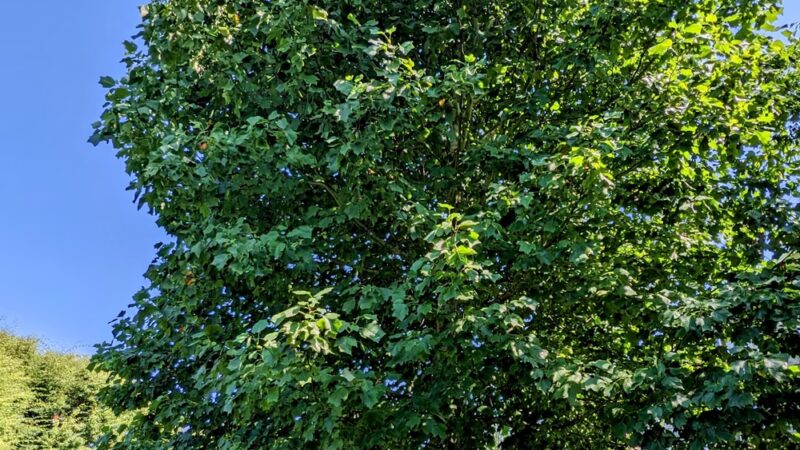 Judy Faye Park - Seattle, WA