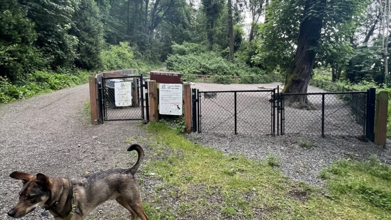 Kinnear Park Off-Leash Area - Seattle, WA