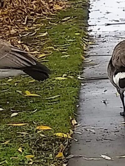 Lake Union Park - Seattle, WA