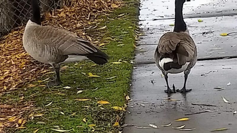 Lake Union Park - Seattle, WA