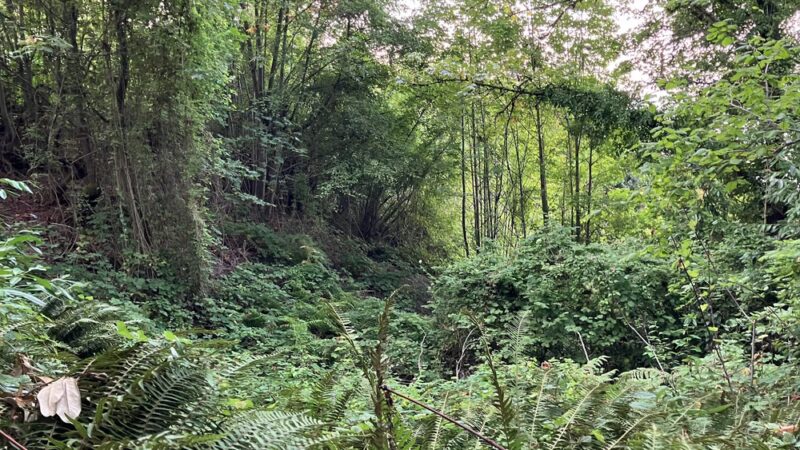 Lakeview Park - Seattle, WA