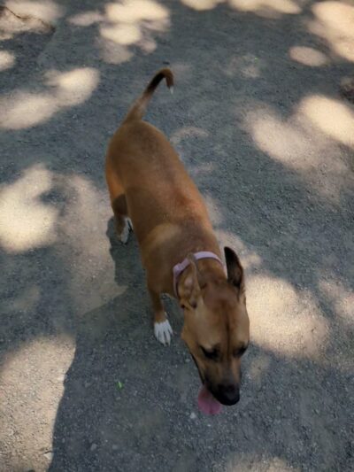 Lower Woodland Dog Park Off Leash Area - Seattle, WA
