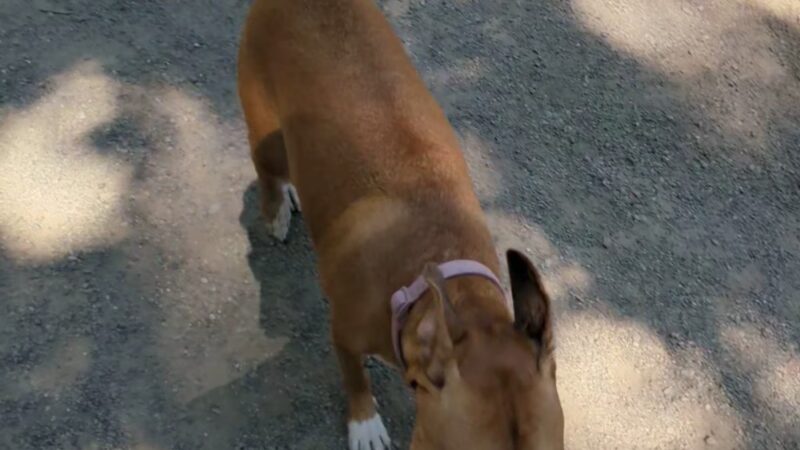 Lower Woodland Dog Park Off Leash Area - Seattle, WA